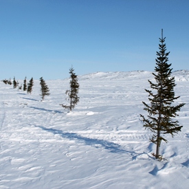 Sea ice trees a.k.a. safety beacons during whiteouts.