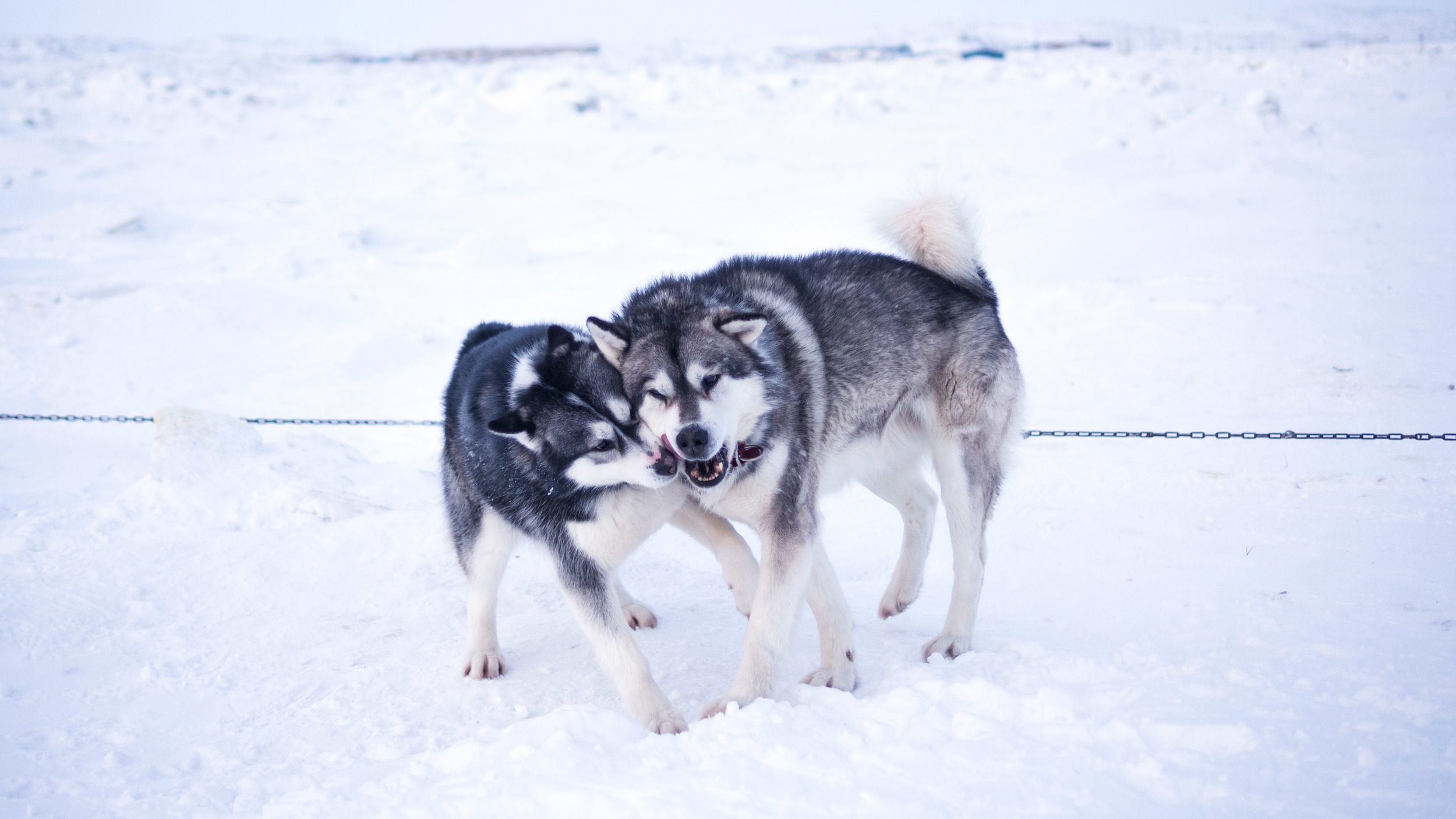 Aiviq (right) and either Bianca or Gloria.