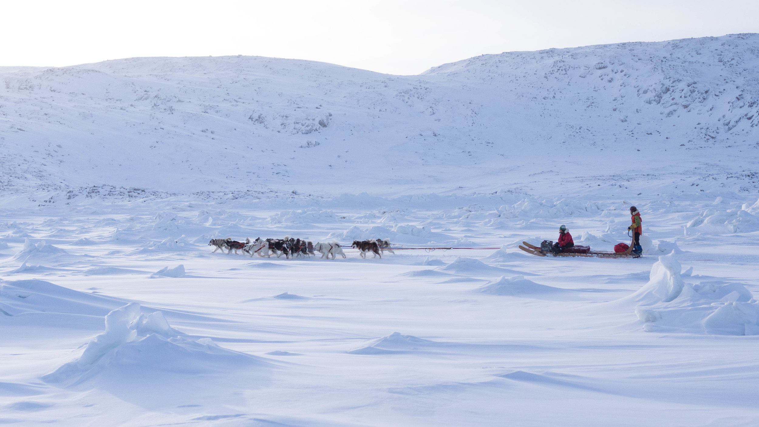 Darting across the tundra at midday.