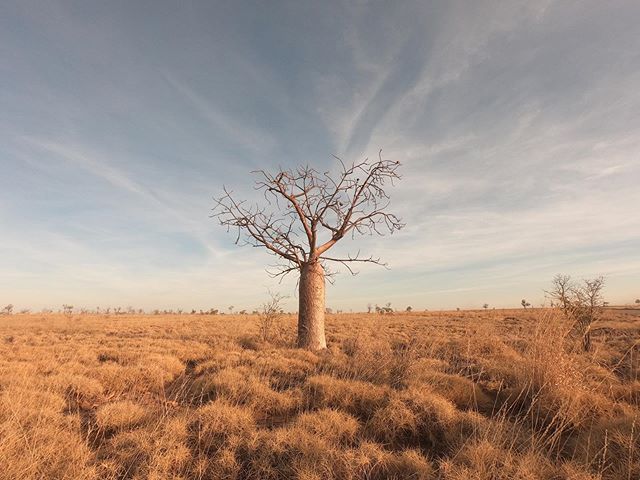 This land! 🙌🏻
Often on safari it&rsquo;s me that wants to stop to capture something I&rsquo;ve seen. This week my guest Stephen took a pic of me taking a pic. This is one of my favourite Boab trees in all the land.

First pic is shot with my @gopro