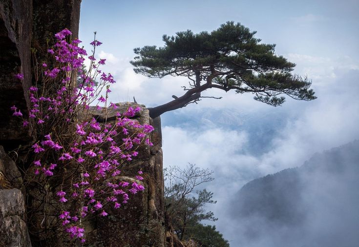 misty tree on cliff edited in Mailchimp.jpg