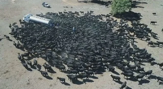 Mob of thirsty cattle surround water truck. http://www.fox5dc.com/news/5-things-you-need-to-know/cows-swarm-water-truck-in-drought-hit-australia