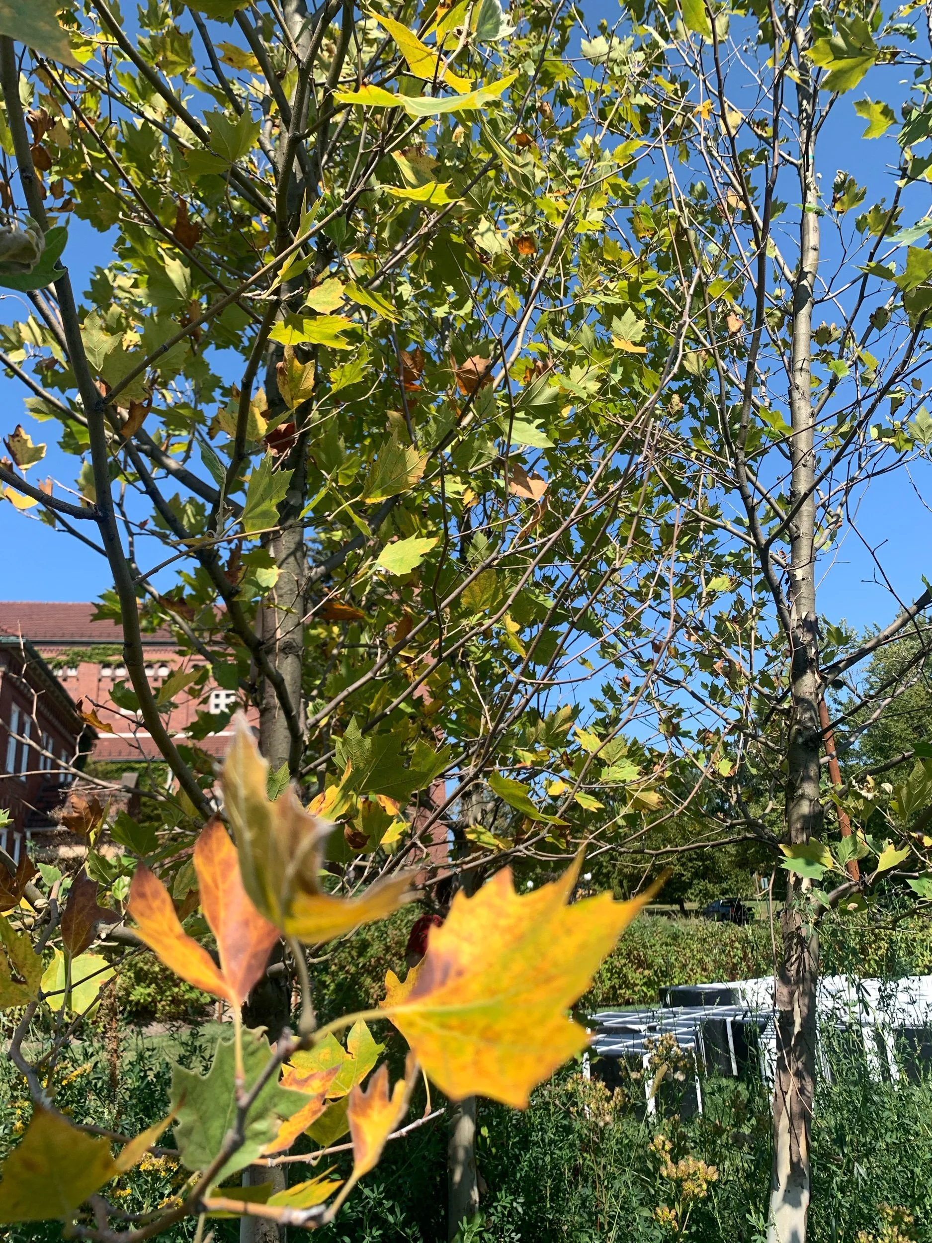 Changing seasons - Libra meets Autumn