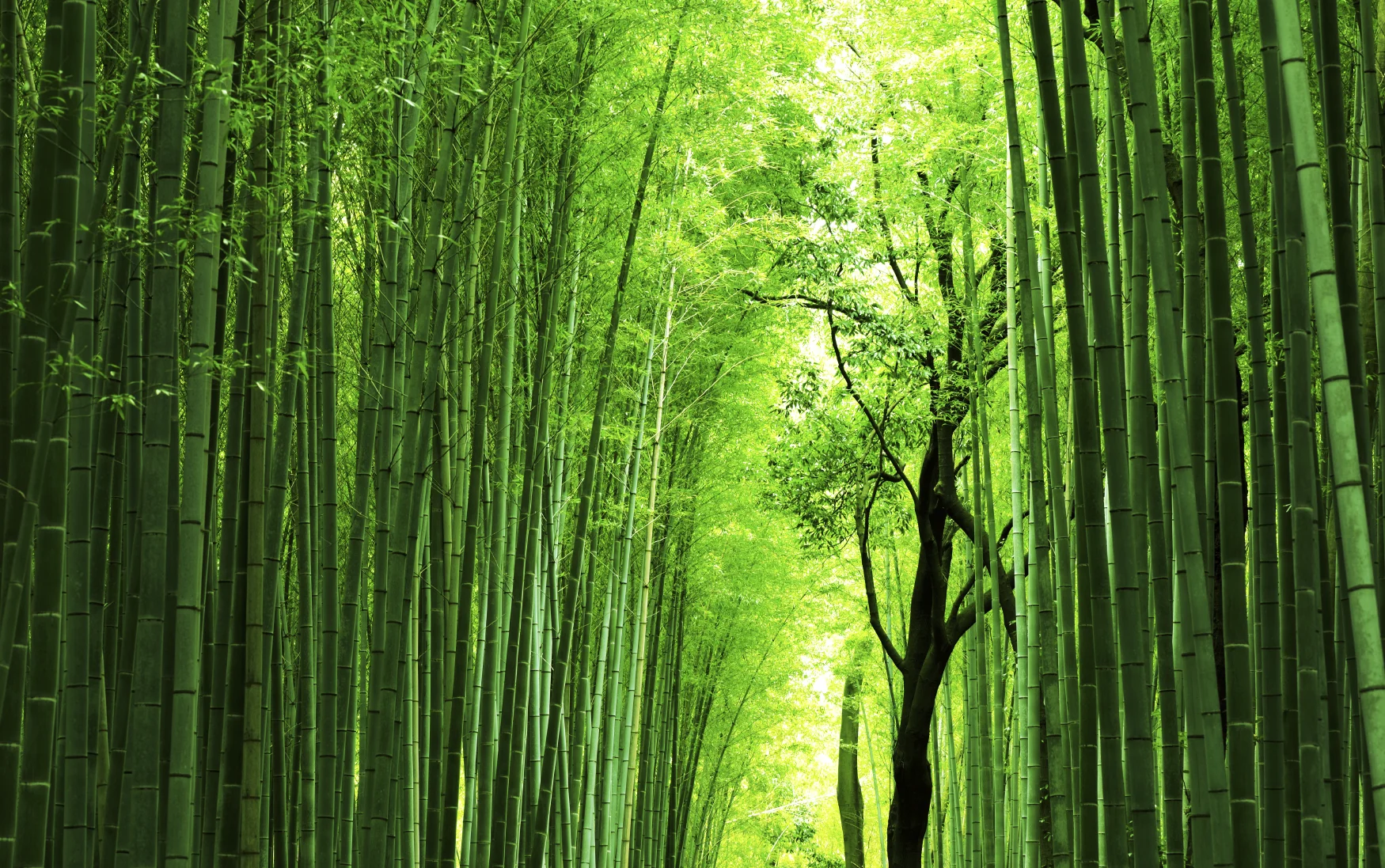 Bamboo forest banner.jpeg