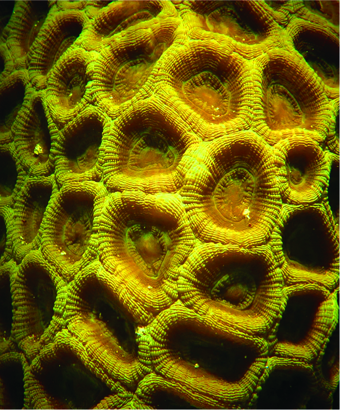 Image by Moritz Maschek: A close-up daytime image of a colony of large coral polyps. These polyps are closed and not feeding, yet gaining energy from sunlight via the zooxanthellae. 