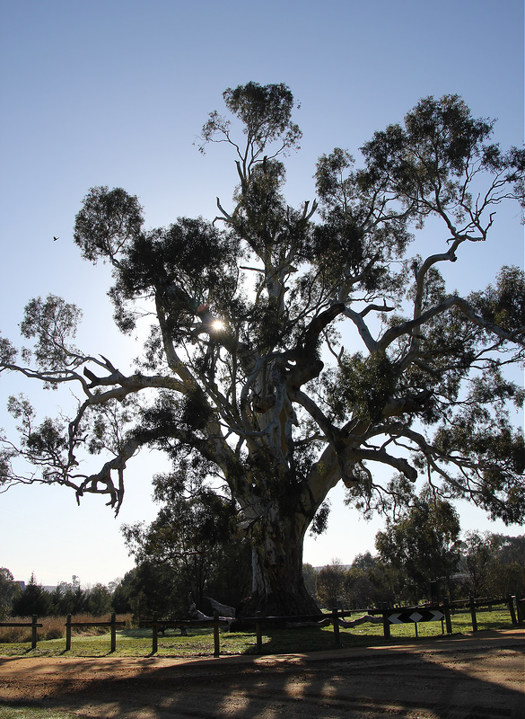The Yarrayne or Big Tree can be found at the intersection of Fryers St and Ballarat St in Guilford, Victoria.