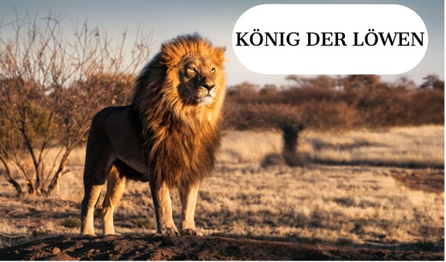 single-lion-standing-proudly-on-a-small-hill-picture-id638460056-2.jpeg