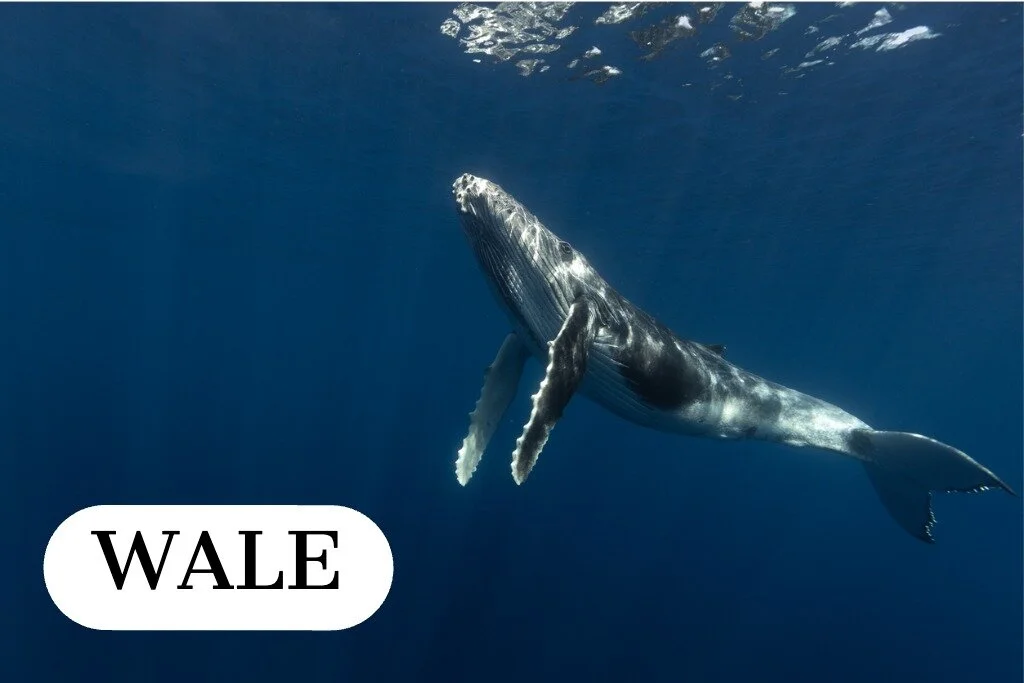 humpback-whale-in-the-deep-blue-waters-of-tonga.jpg_