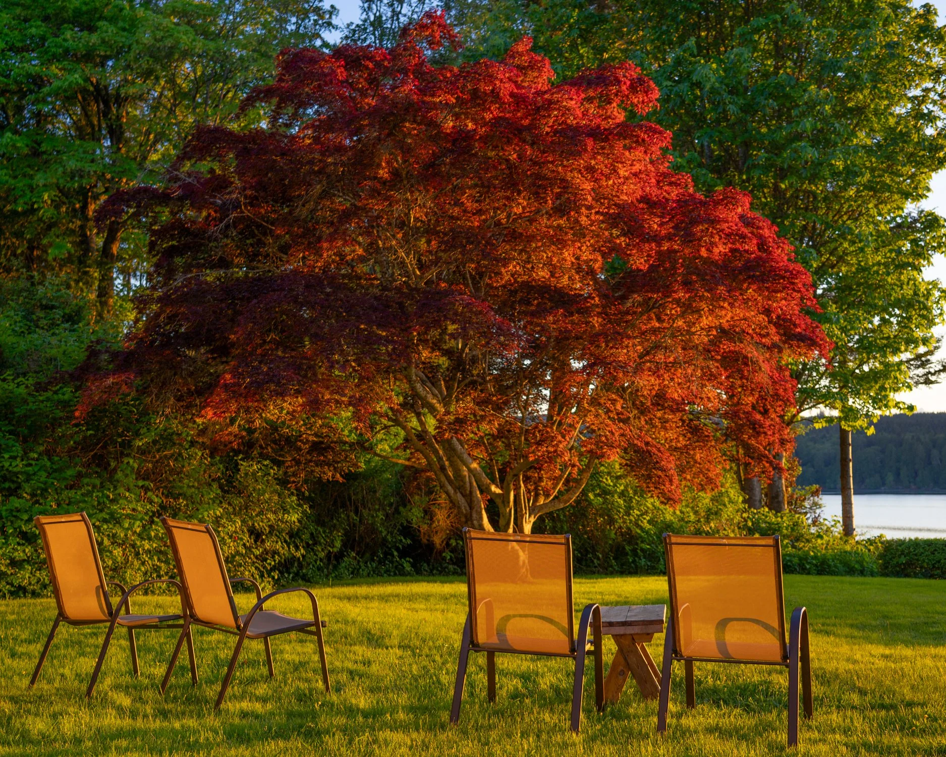 The tree.jpg