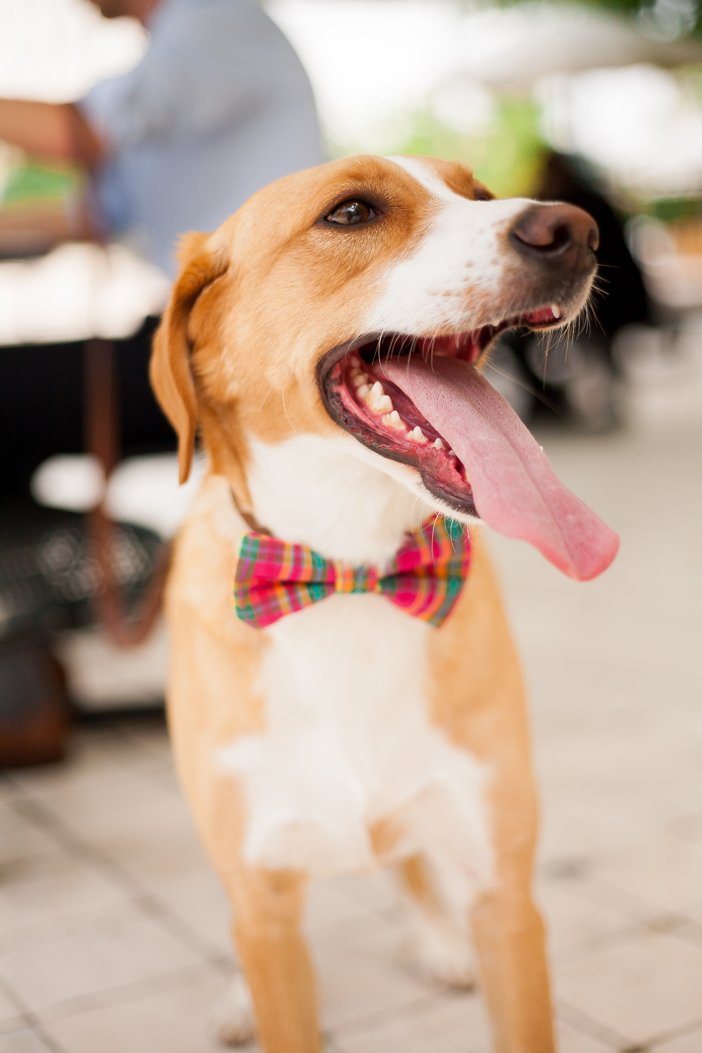 Man's Best Friend Bow ties