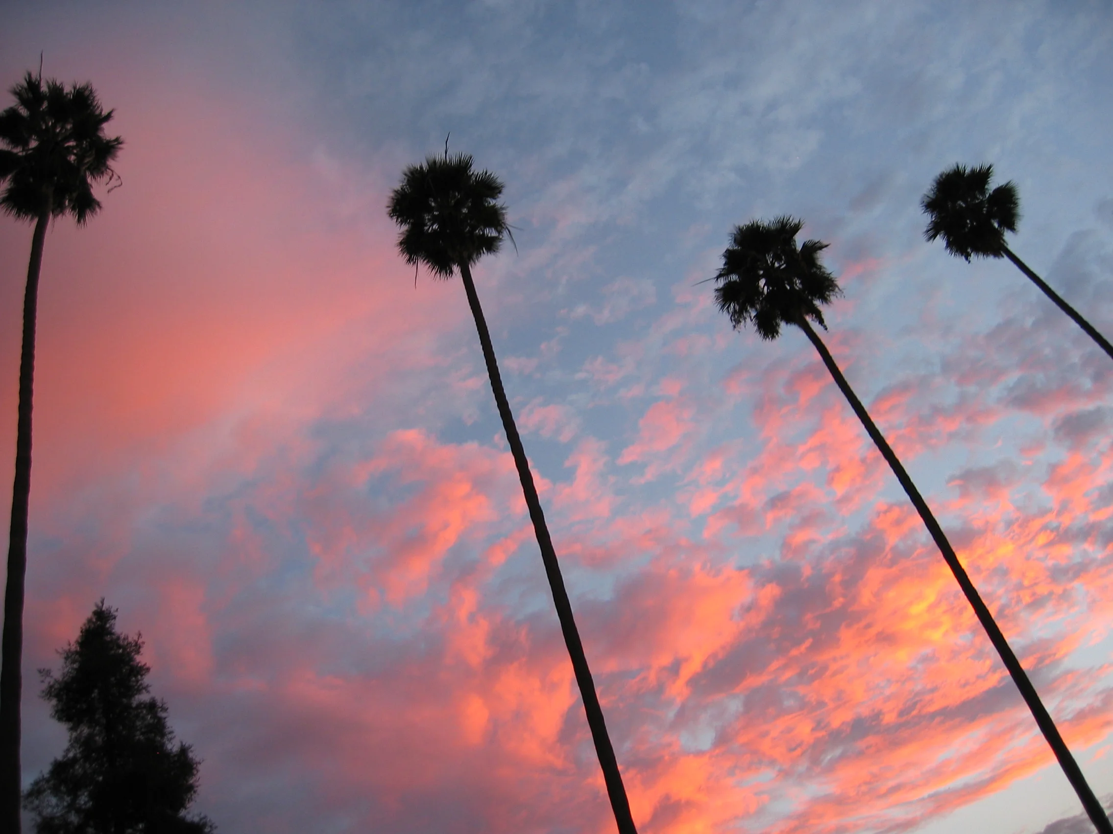 sunset_palm_trees_535580_o.jpg