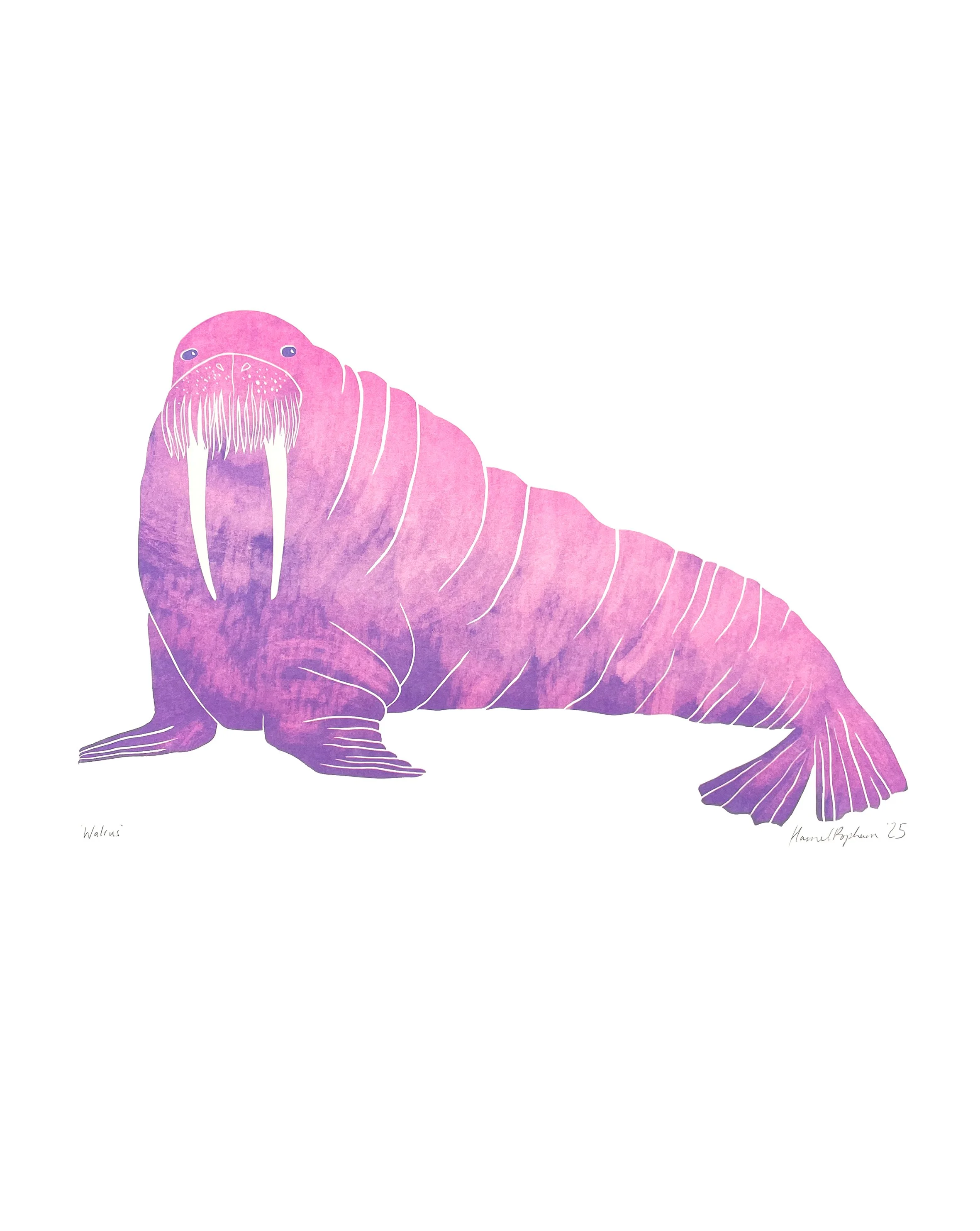 Walrus for web.jpg