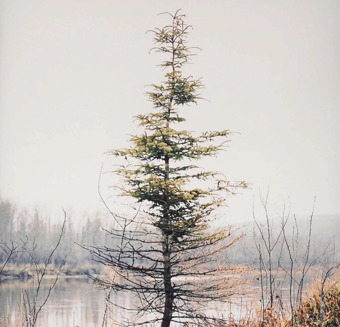 On The Line Reviewed by Photoforum NZ