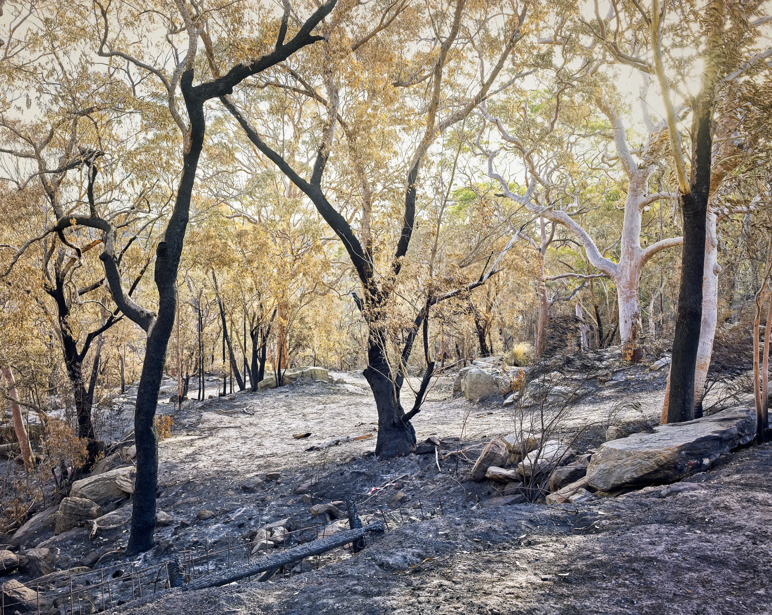 Feature: The Guardian, "After the fire: signs of life amid the ashes"