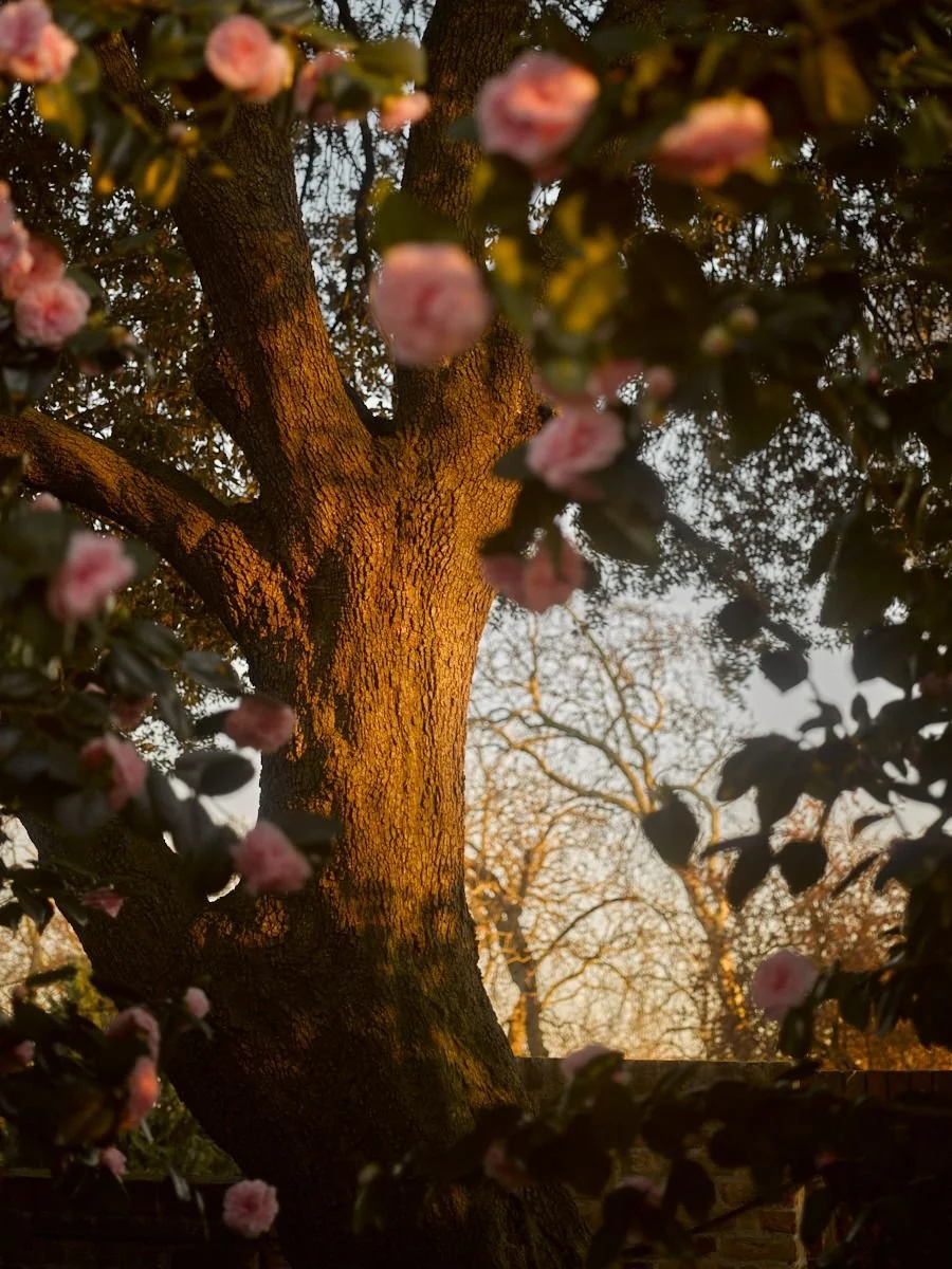 Under This One Tree opens at Holland Park