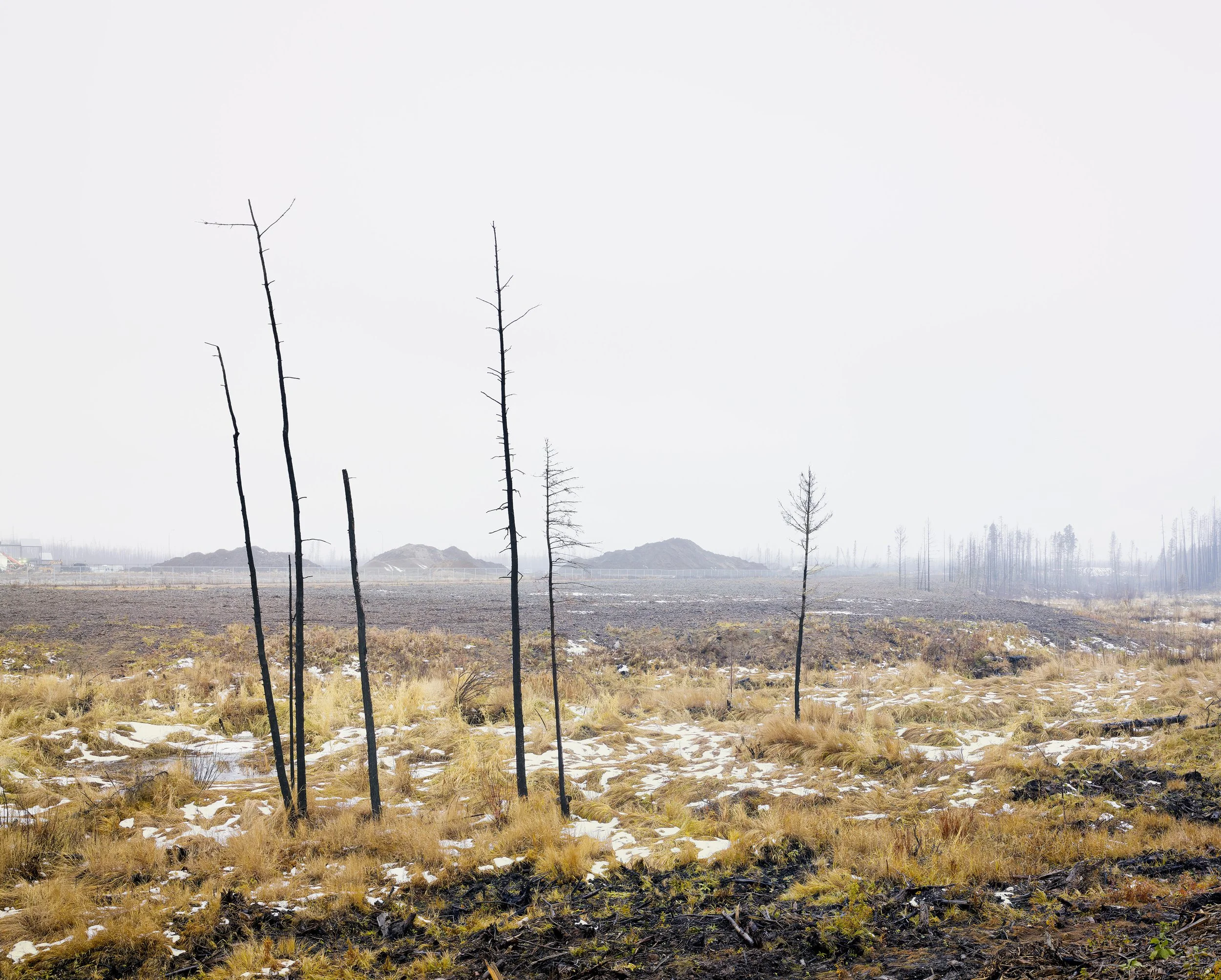 Alan McFetridge, My blood is related to them, 2017, from Fire North: Book One, showing a flat fire-affected landscape with four thin burned trees in Fort McMurray, Alberta, Canada.