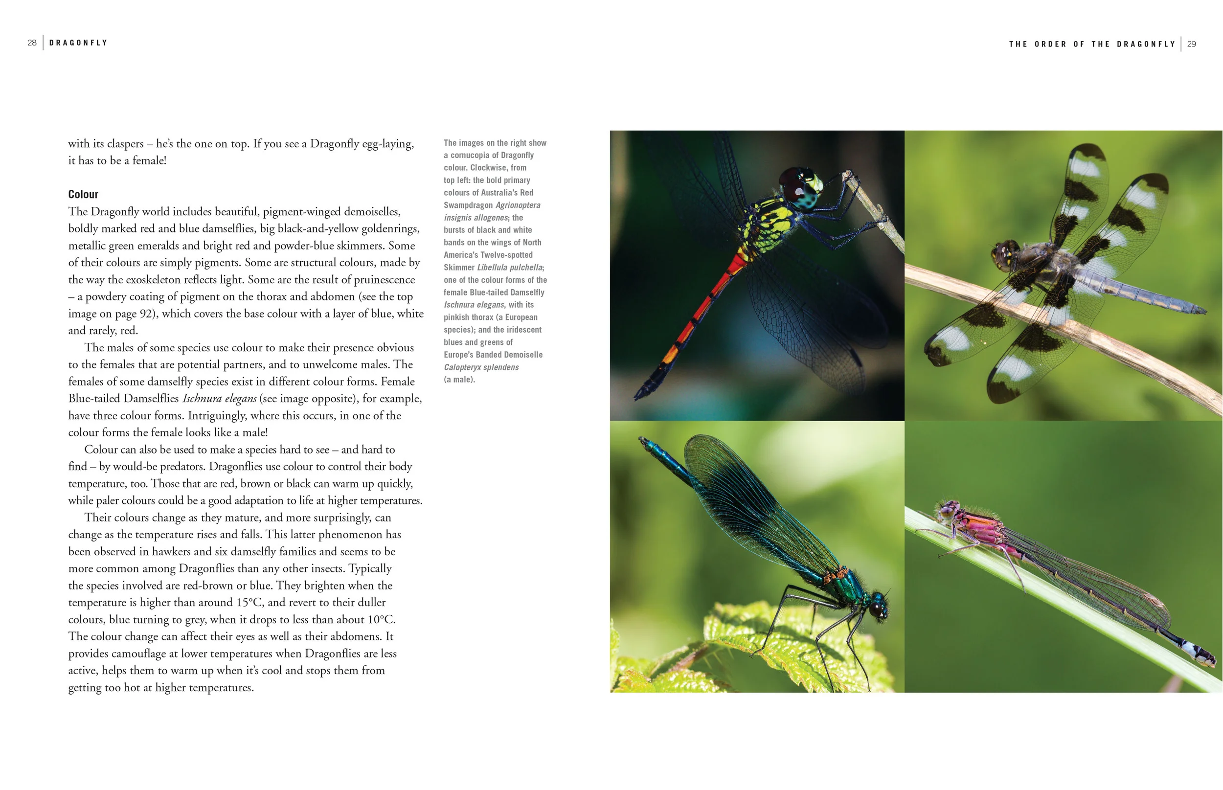 Dragonfly_internals-27.jpg
