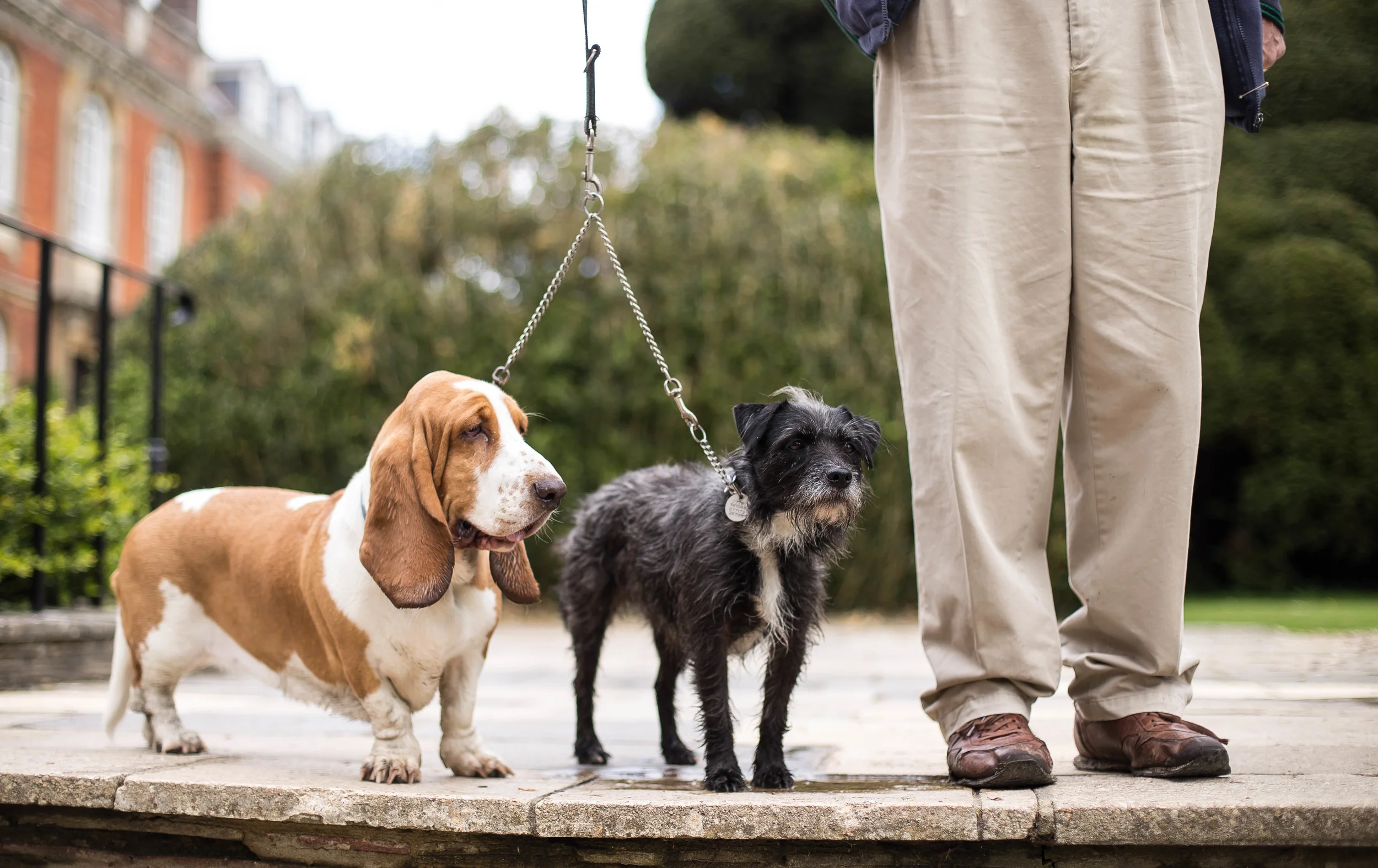 Dogs out and about photo