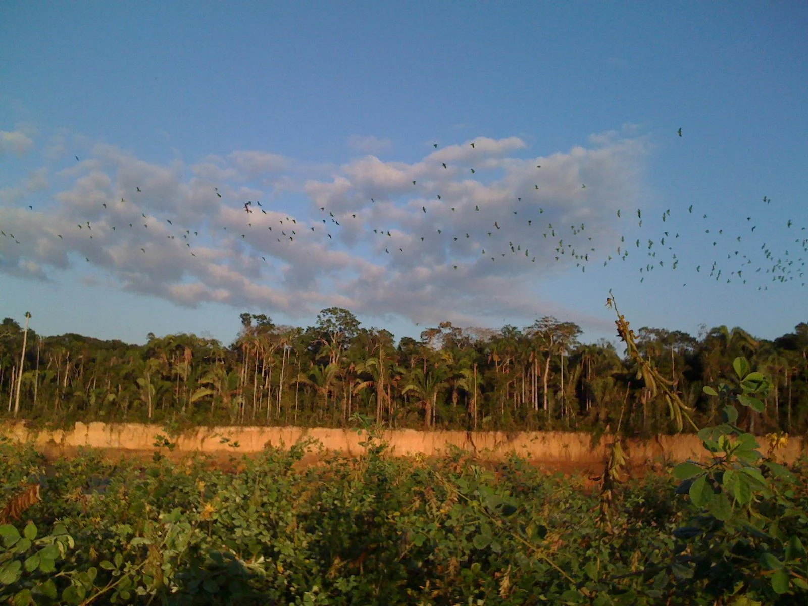 Tambopata National Reserve, Madre de Dios, Peru