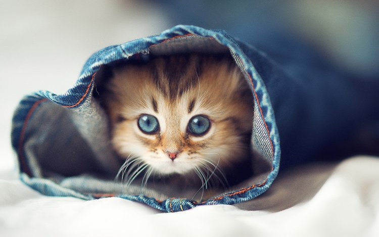 DIY Make Your Own Cat Repellent Spray — Color Glo International DIY Make Your Own Cat Repellent Spray — Color Glo International