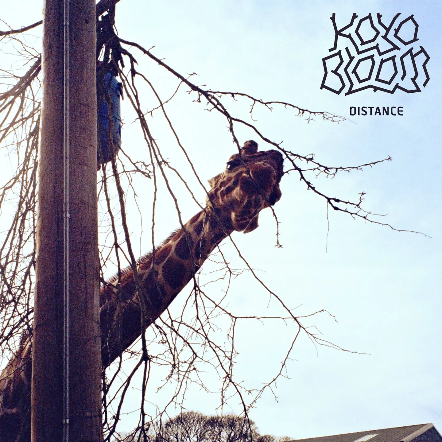 Film photograph of a giraffe poking its neck out from behind a post, used as the album cover for Koyo Bloom's upcoming release.