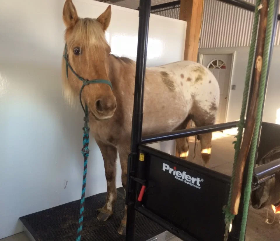 Fetlock Injury Theraplate