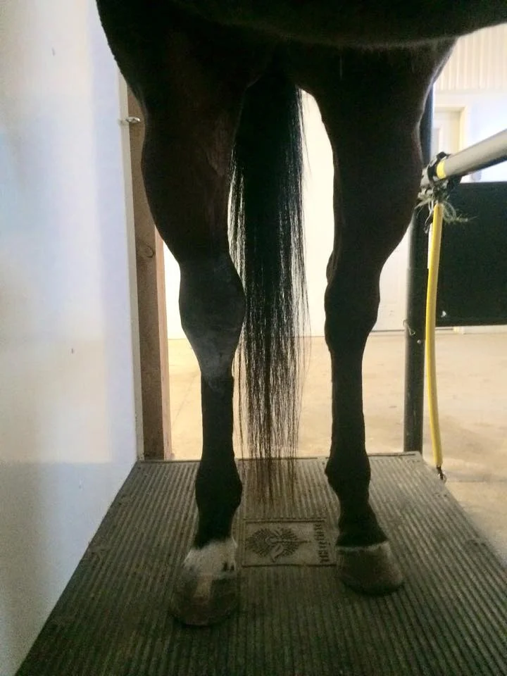 Hock Injury Theraplate