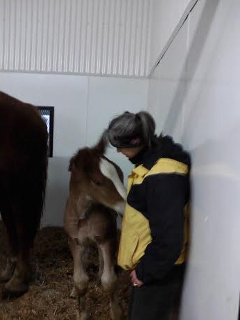 Dr Bonny socializing with an in-clinic foal