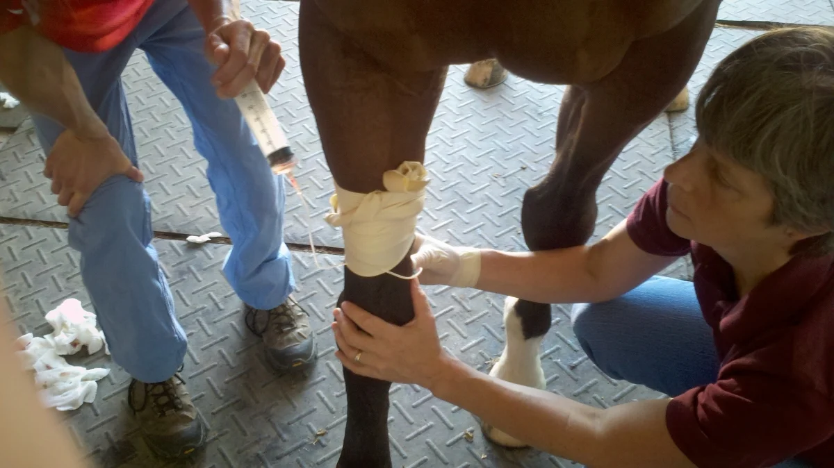 Regional Limb Perfusion