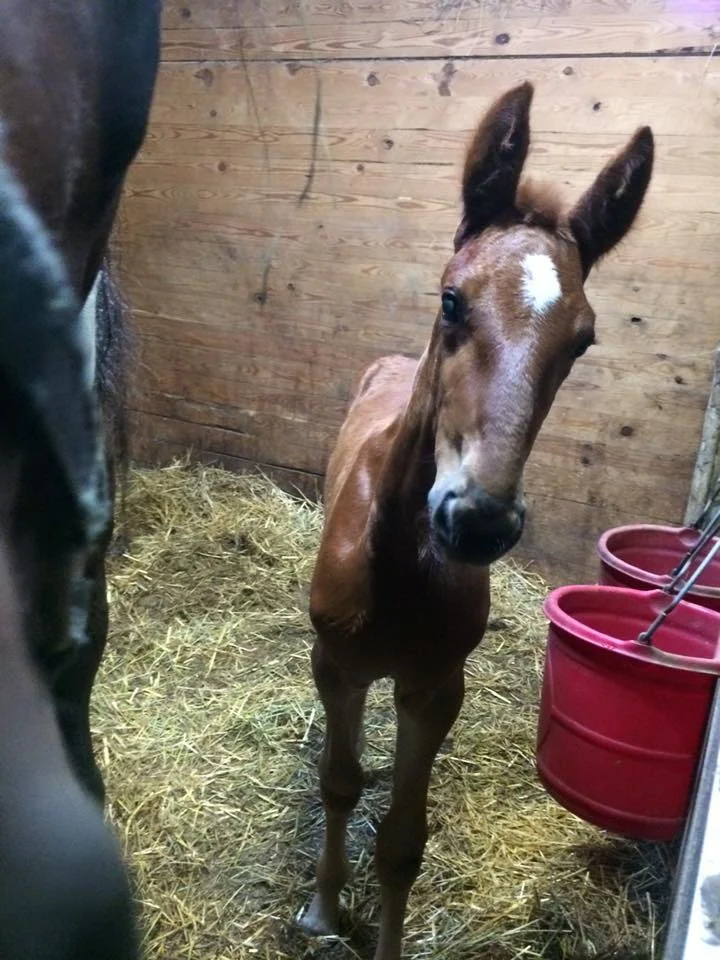 Love the nose and the ears!