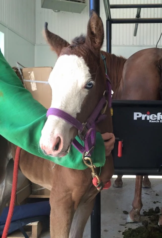 2015 Quarter Horse Filly