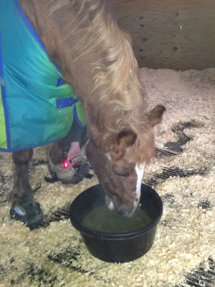 Laser Therapy for Hoof Abscesses