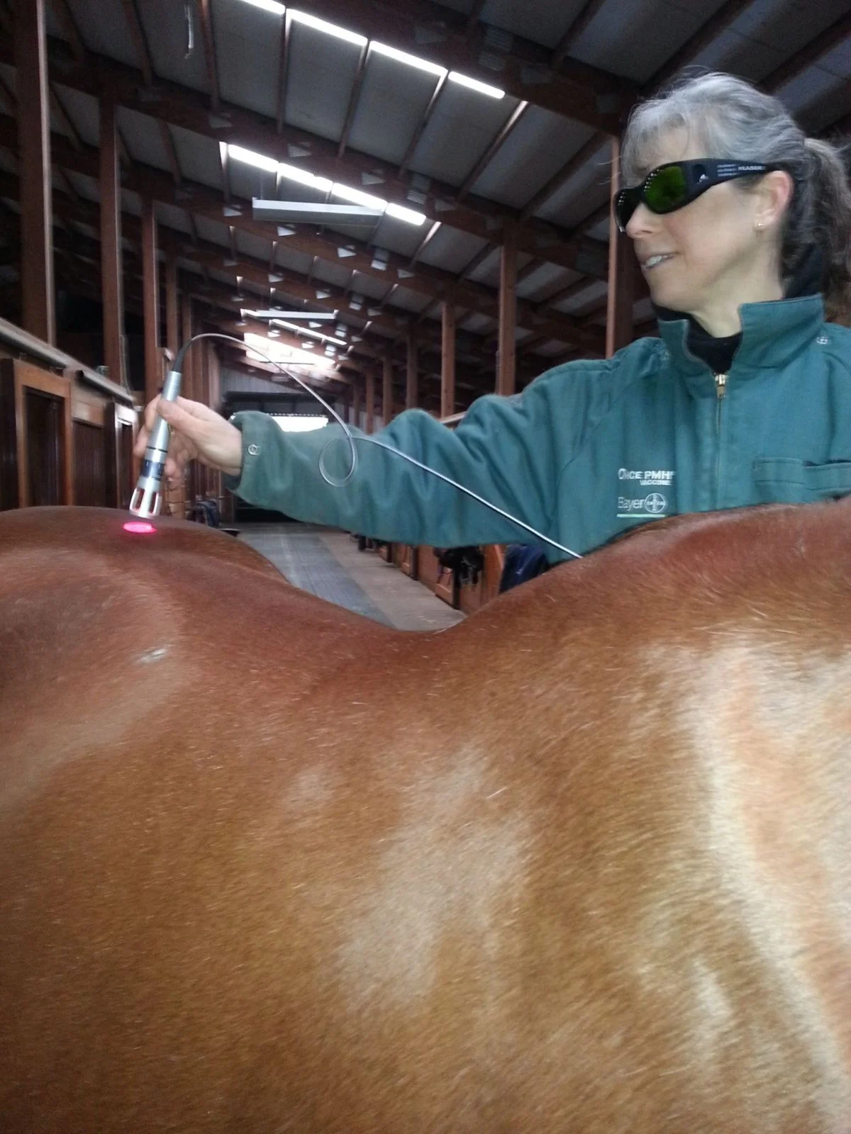 Equine Laser Therapy