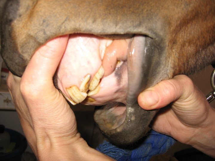 Decidious Incisor being pushed out by Permanent Incisor