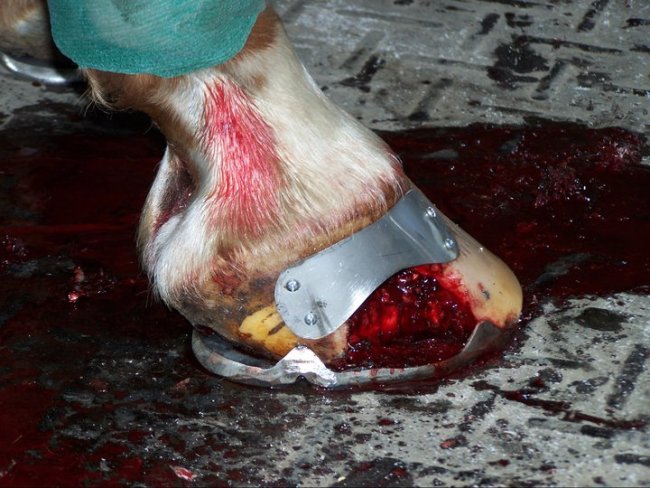 293478_201877873207219_136058446455829_562022_7231921_n (1).jpg