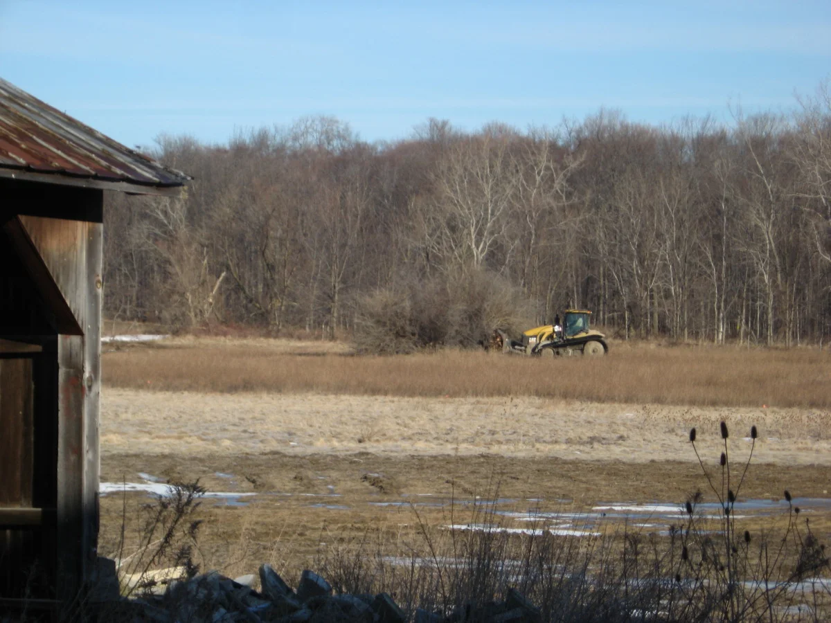 removing thornapples 32010 004.jpg