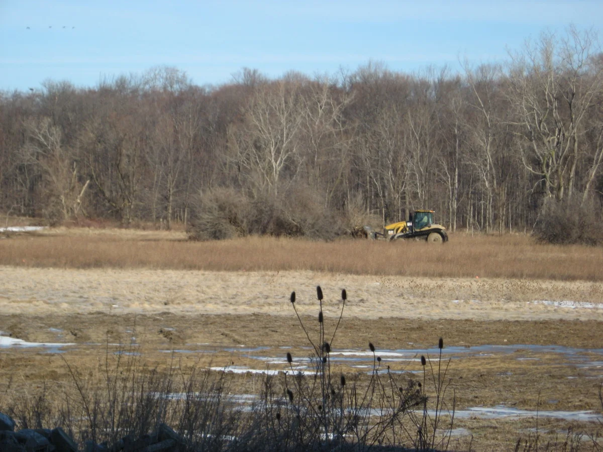 removing thornapples 32010 003.jpg