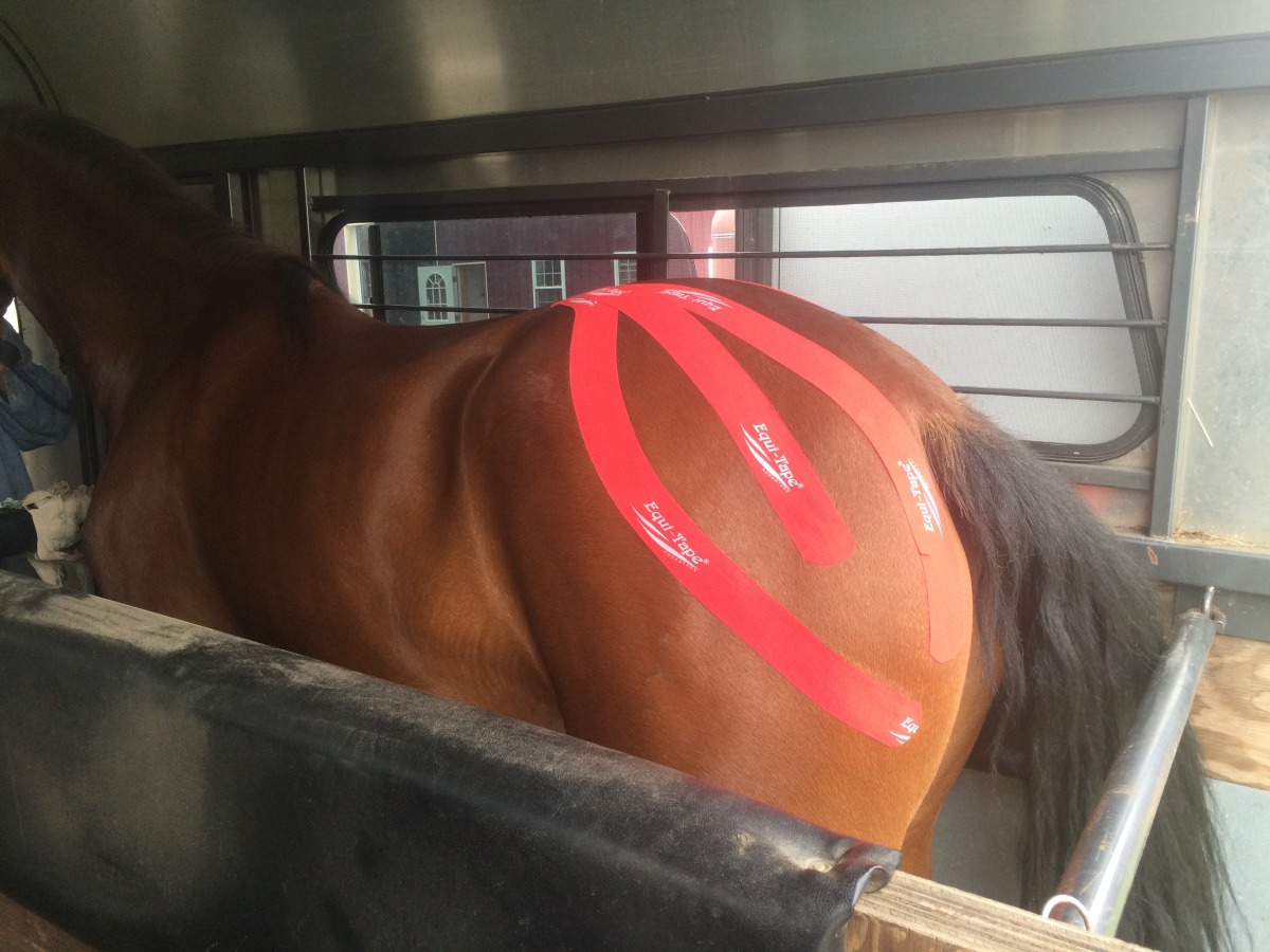 Equine Kinesiotape Gluteal Muscles