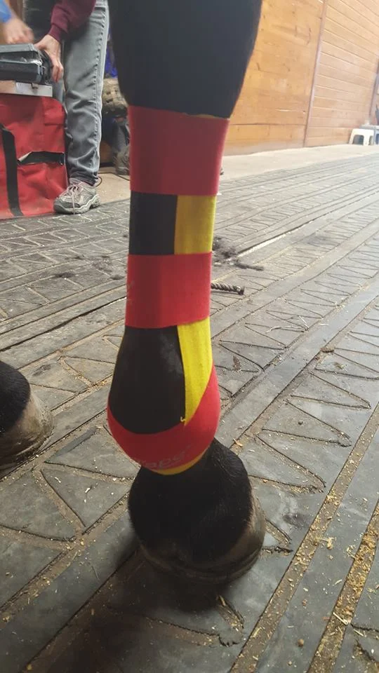 Equine Kinesiology Taping for Suspensory Support