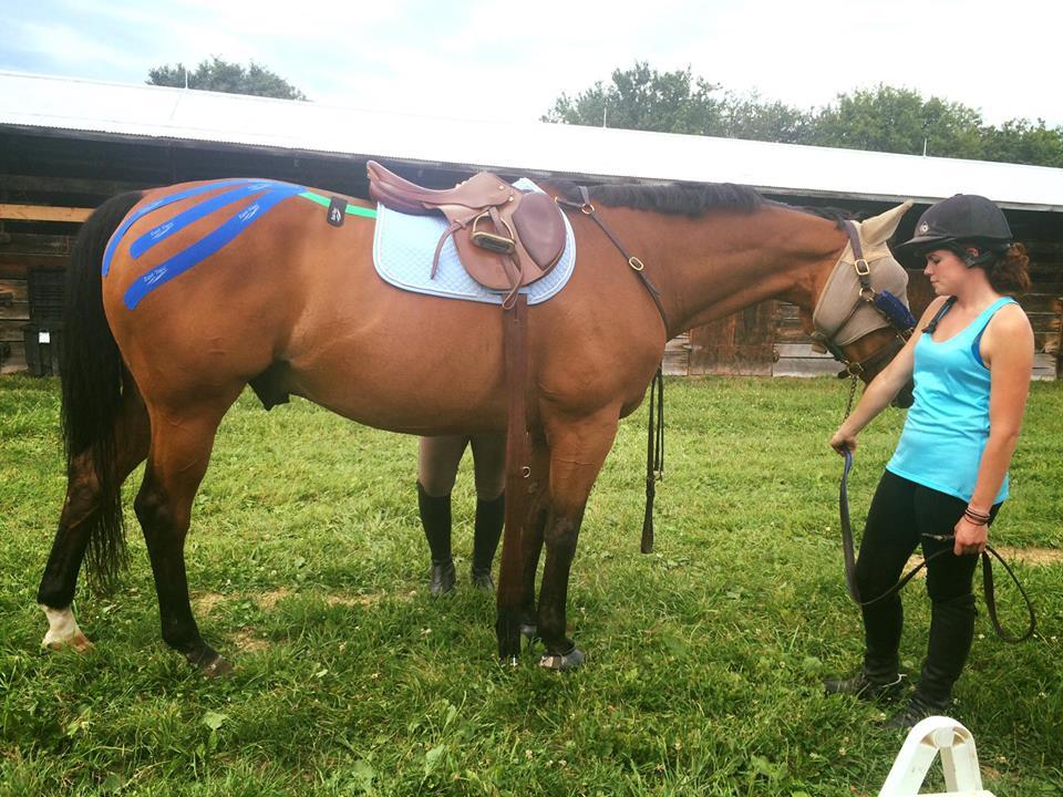 Equine Kinesiotaping for Warm Up Pre-Cross Country