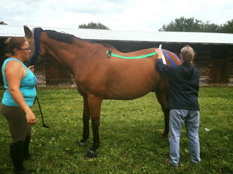 Equine Kinesiology Taping for Cross Country Warm Up