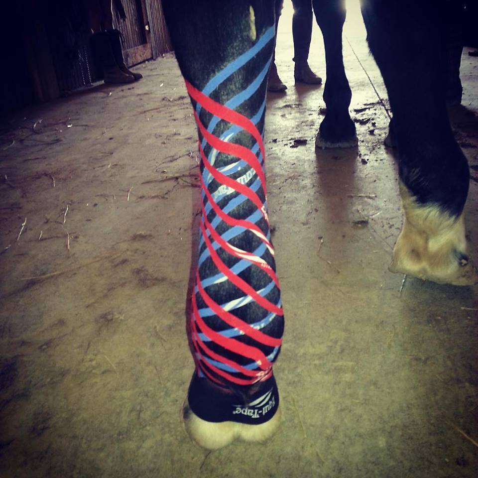 Equine Kinesiology Taping for Reduction of Lymph Edema