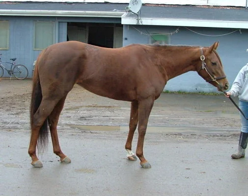 Cognac Cougar an OTTB mare