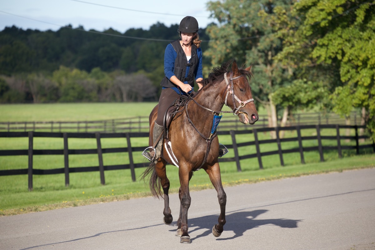 OTTB Harbor Passions