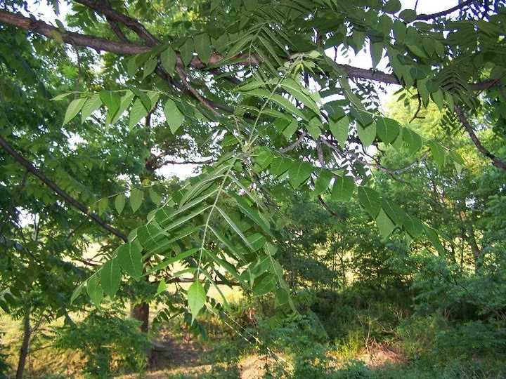 Black Walnut: