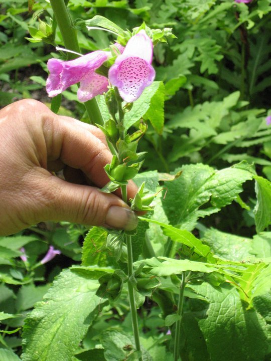 Poisonous plants  Henderson Equine Clinic