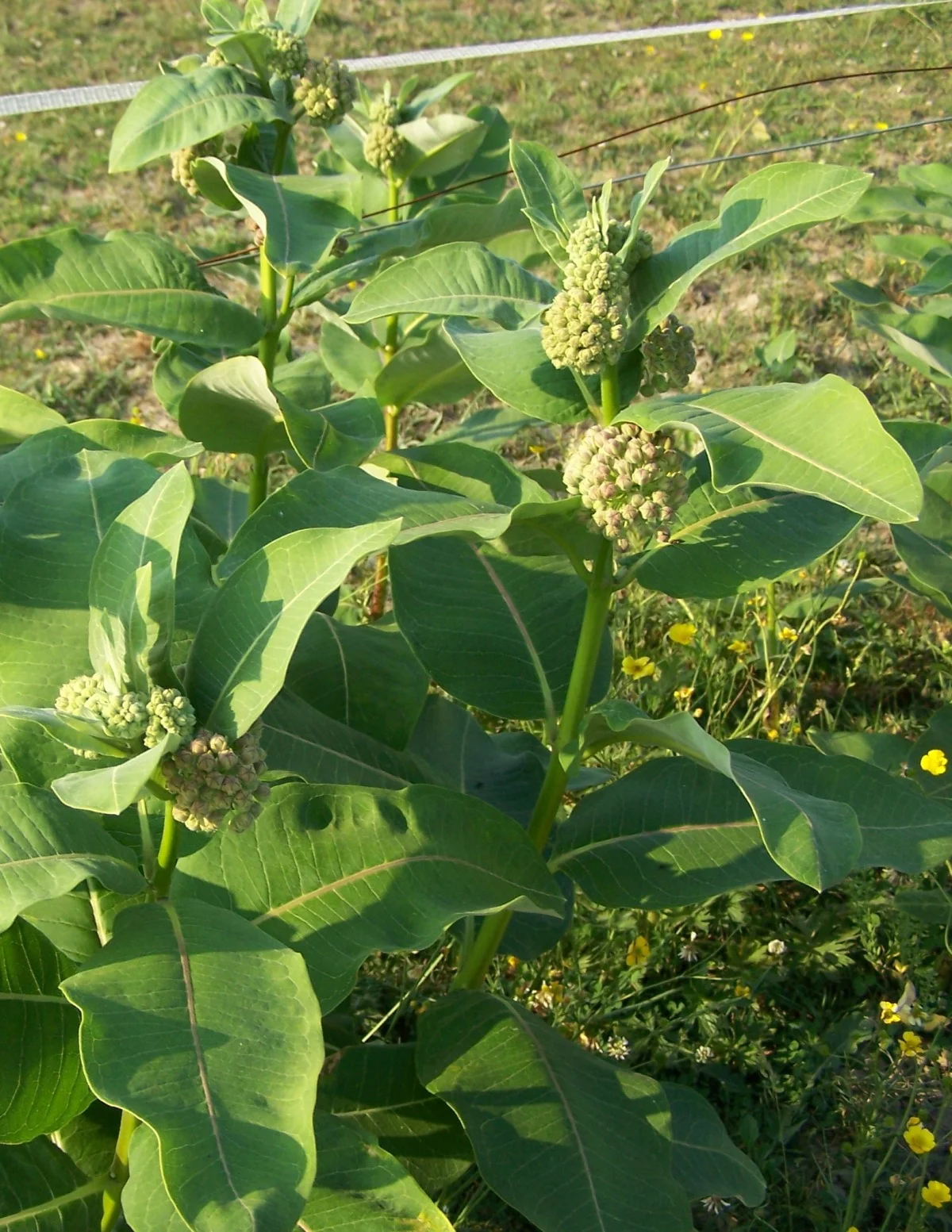milkweed2.jpg