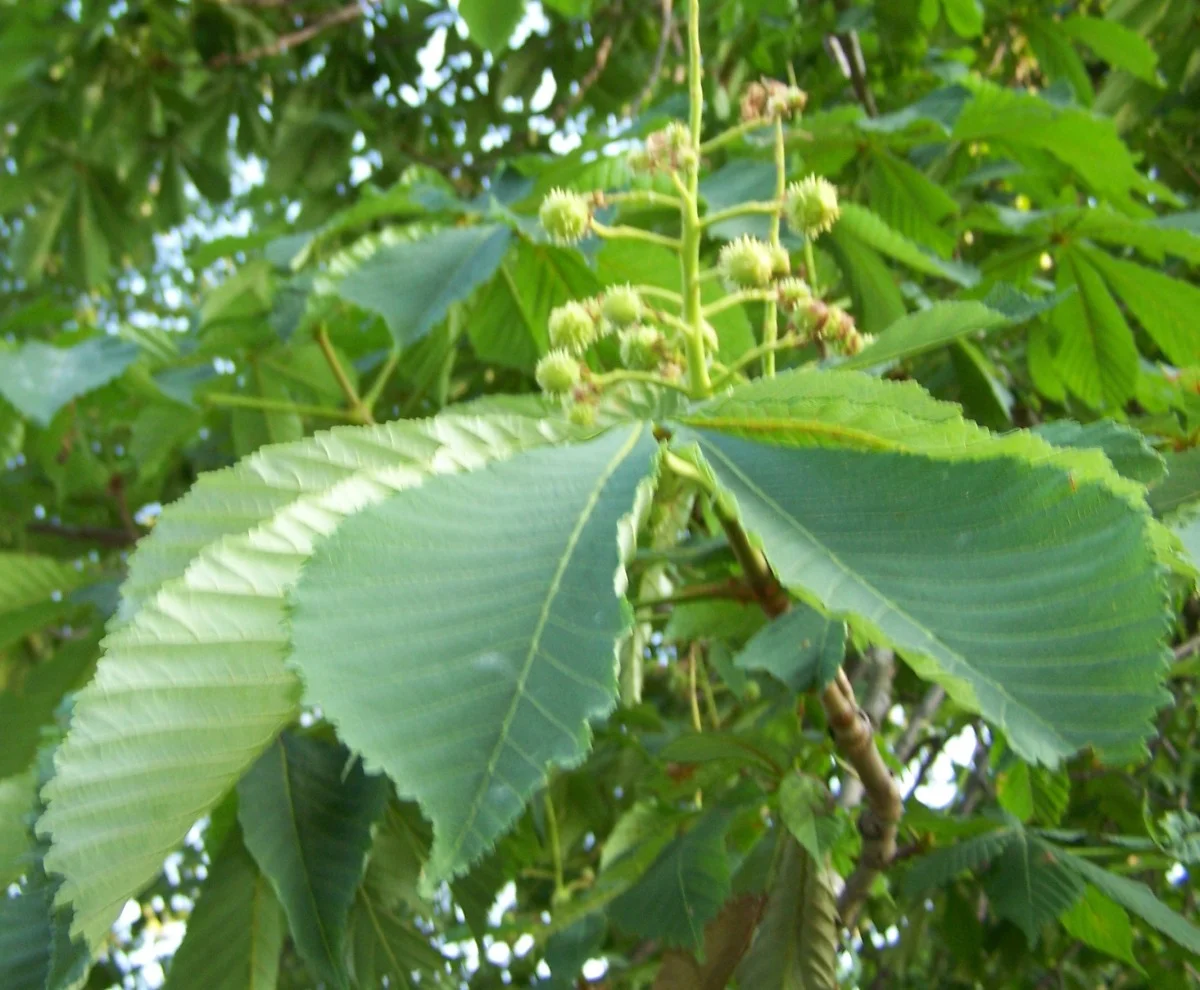 horsechestnut tree1.jpg