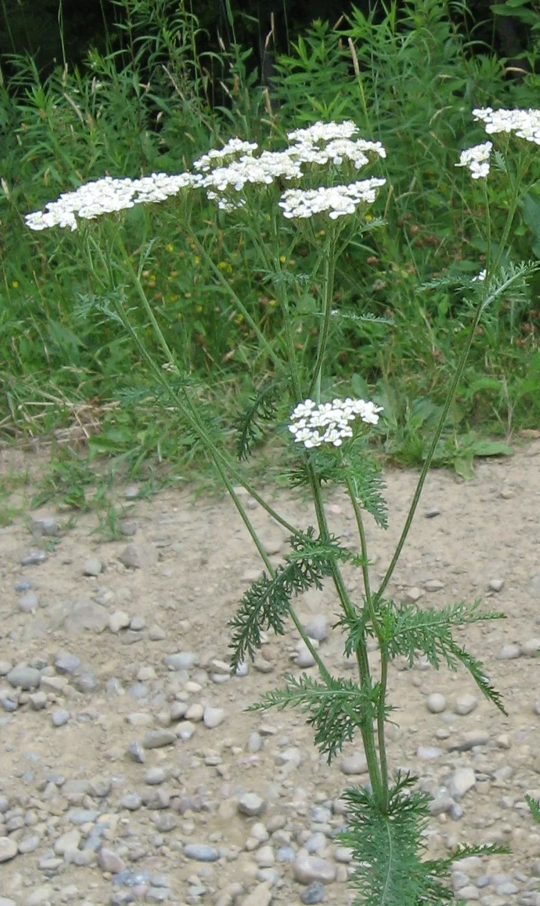 water hemlock 005.jpg