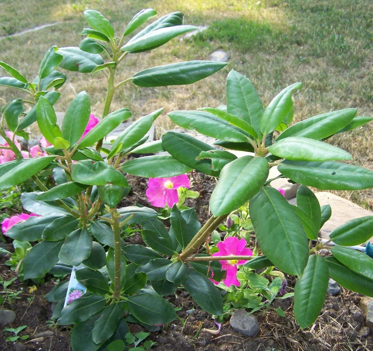 rhodadendron.jpg
